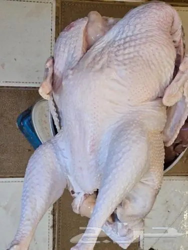 ديك رومي ذبح من 4 الى 7 كيلو رقم العرض 26 3 2024 1