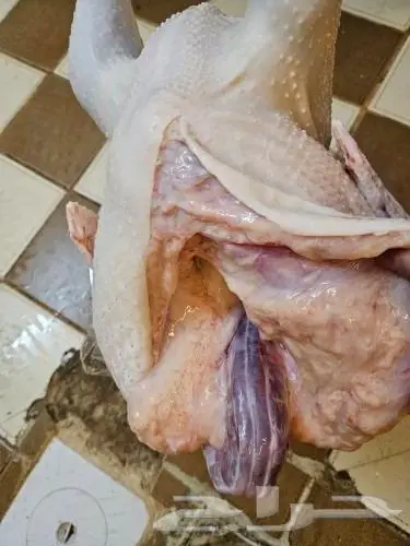 ديك رومي ذبح من 4 الى 7 كيلو رقم العرض 26 3 2024 2