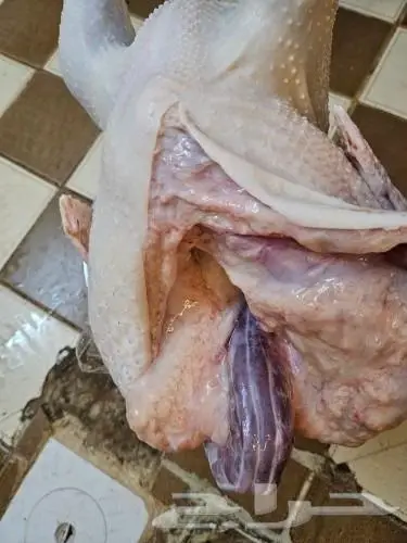 ديك رومي ذبح من 4 الى 7 كيلو رقم العرض 26 3 2024 3