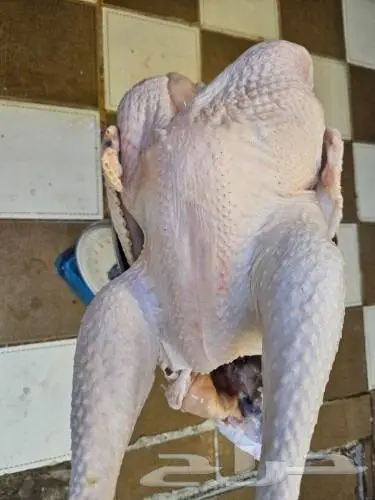 ديك رومي ذبح من 4 الى 7 كيلو رقم العرض 26 3 2024 4