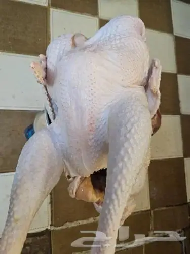 ديك رومي ذبح من 4 الى 7 كيلو رقم العرض 26 3 2024 5