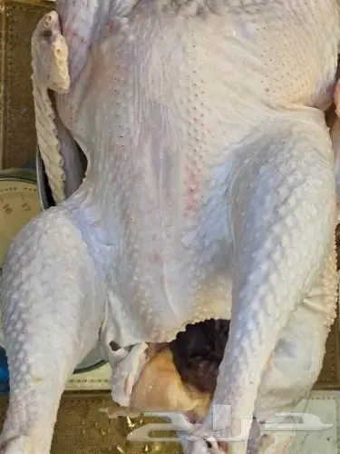 ديك رومي ذبح من 4 الى 7 كيلو رقم العرض 26 3 2024 6