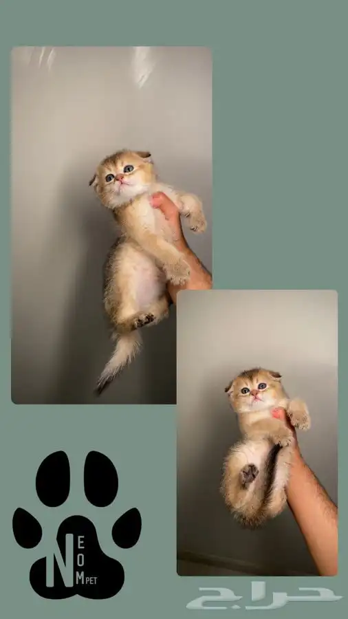 سكوتش كيتن انثى ذكر قطط للبيع فولد ستريت قطط مكة جدة بيرشن 2