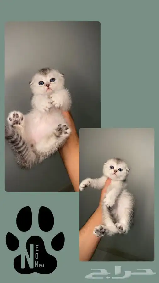 سكوتش كيتن انثى ذكر قطط للبيع فولد ستريت قطط مكة جدة بيرشن 3