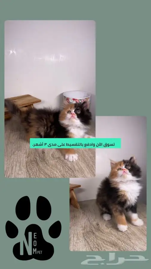سكوتش كيتن انثى ذكر قطط للبيع فولد ستريت قطط مكة جدة بيرشن 1