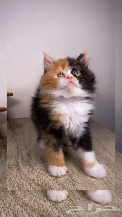 سكوتش كيتن انثى ذكر قطط للبيع فولد ستريت قطط مكة جدة بيرشن 0