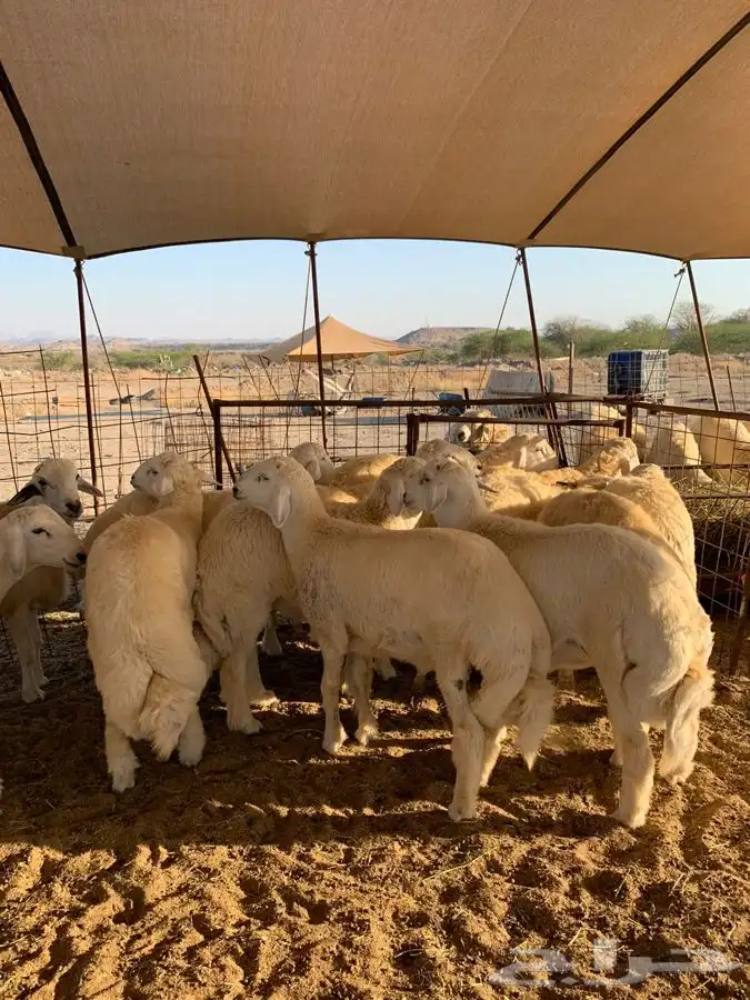 ذبايح حري ذبائح مناسبات فاخر من الاخر 0