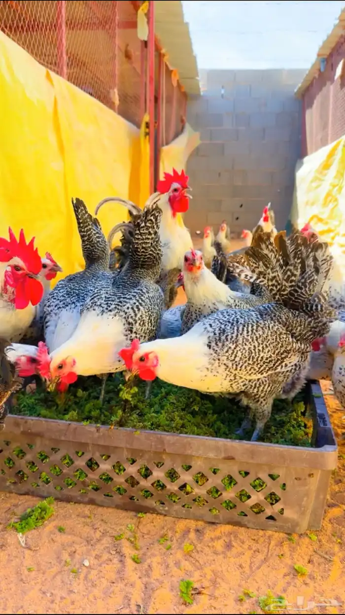بيض دجاج فيومي الموقع طبرجل سعر الطبق 30 0