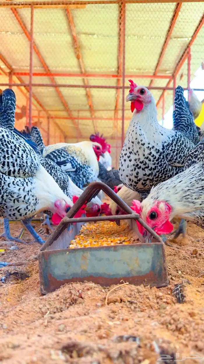 بيض دجاج فيومي الموقع طبرجل سعر الطبق 30 3