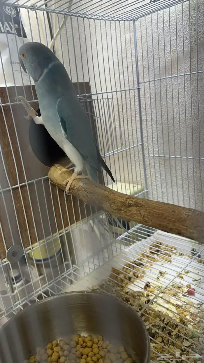 زوج درة كلير تل 5