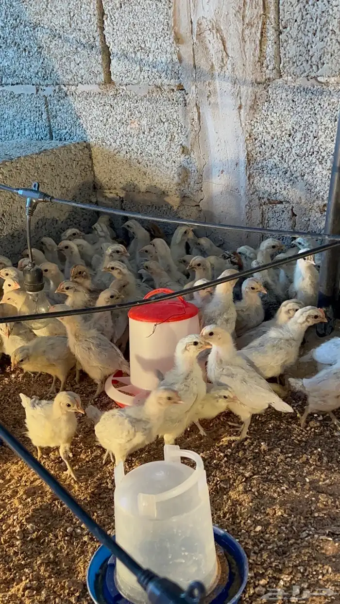 للبيع صوص فيومي الامنيوم اصل 2