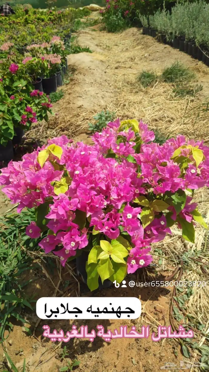 تنسيق الحدائق المنزلية والقصور وتأسيس المزارع والمنتجعات 94