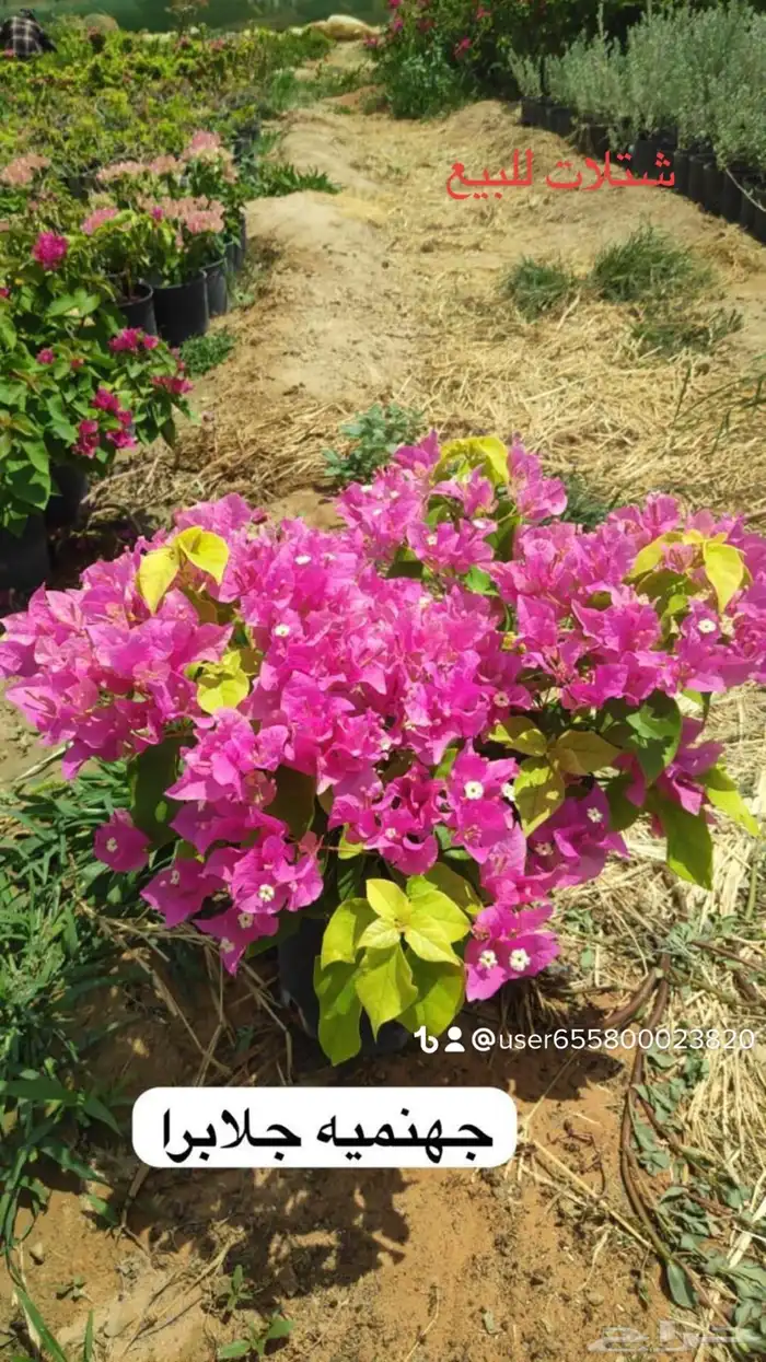 تنسيق الحدائق المنزلية والقصور وتأسيس المزارع والمنتجعات 93