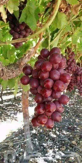 تنسيق الحدائق المنزلية والقصور وتأسيس المزارع والمنتجعات 58