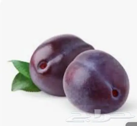 شتلات بخاره 20 ريال 0