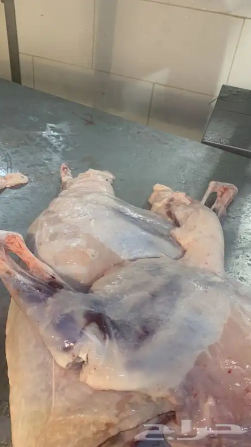 ذبايح طيبه مقفله لحم وشحم وشي فاخر من الاخر 6