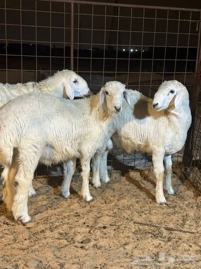 ذبايح للبيع جميع الانواع 4