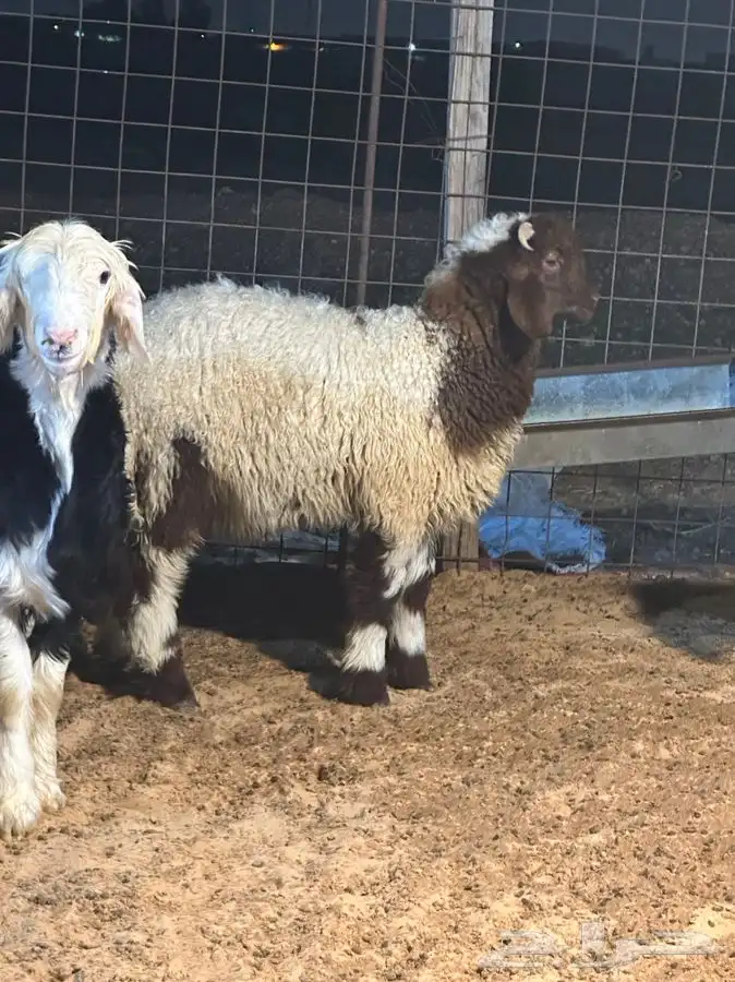 ذبايح للبيع جميع الانواع 1