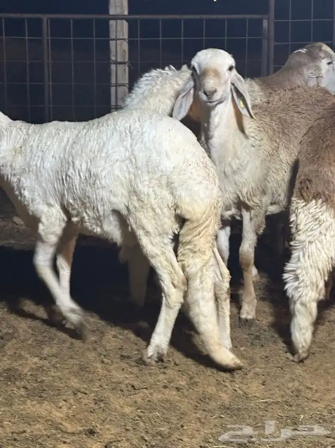 ذبايح للبيع جميع الانواع 5