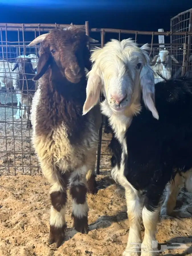 ذبايح للبيع جميع الانواع 6