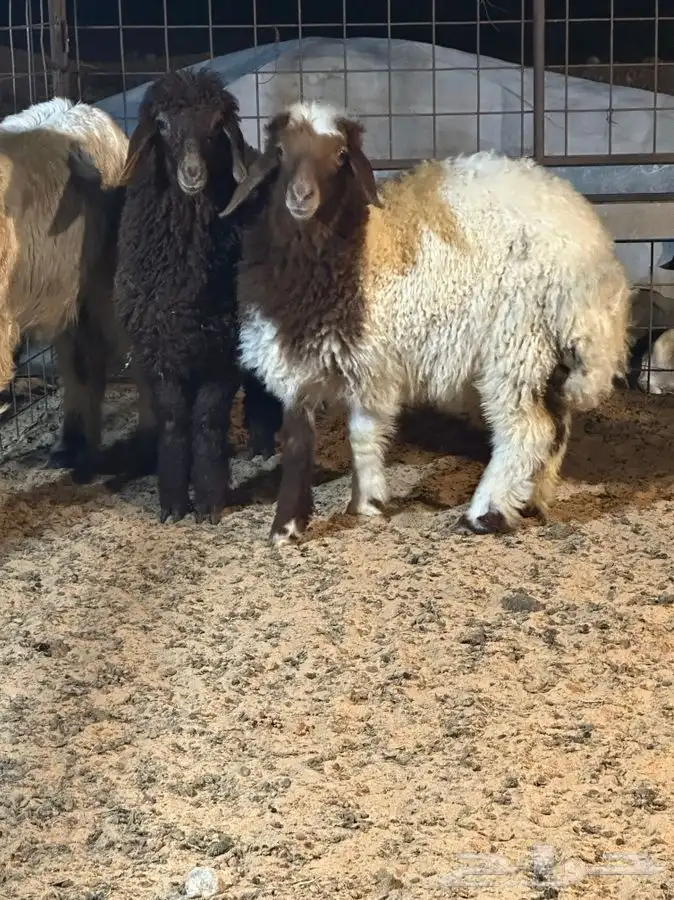 ذبايح للبيع جميع الانواع 3