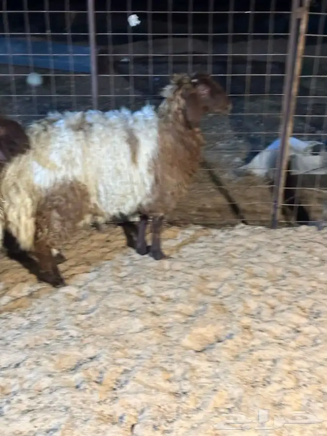 ذبايح للبيع جميع الانواع 0