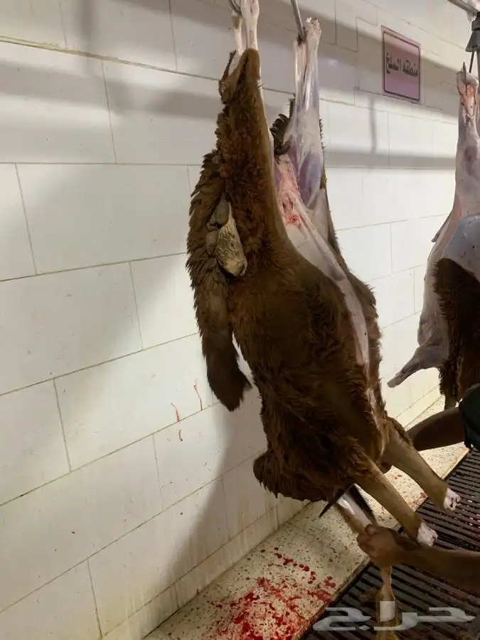 ذبايح طيبه مقفله لحم وشحم وشي فاخر من الاخر 3