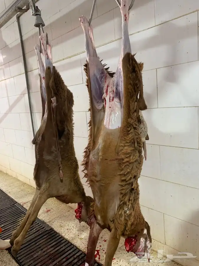 ذبايح طيبه مقفله لحم وشحم وشي فاخر من الاخر 7