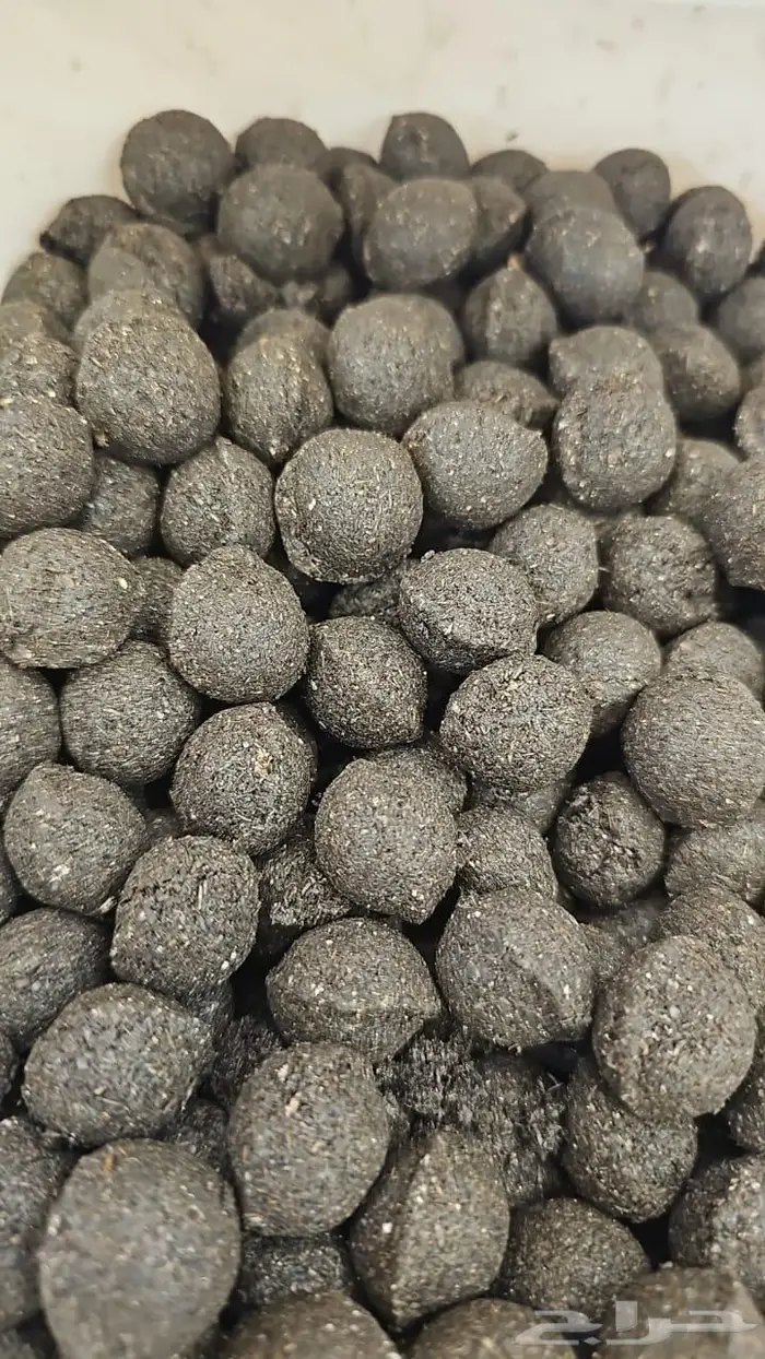 معمول دوسري 1