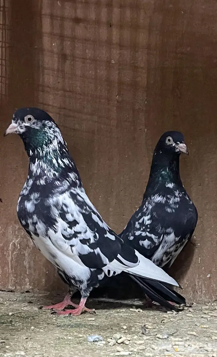 رام بوري فاخر ( تم البيع ) 0