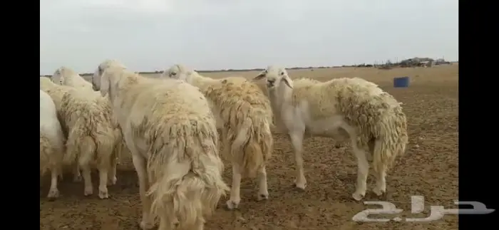 جذع مشروط صنف تم البيع 1