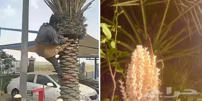 وصلتنا تشكيلة جديدة من النباتات الداخلية والخارجية 36