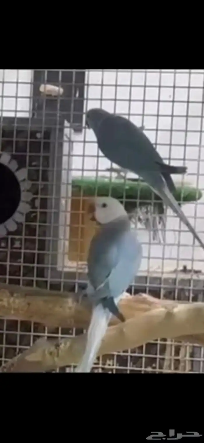 زوج درة كلير تل 1