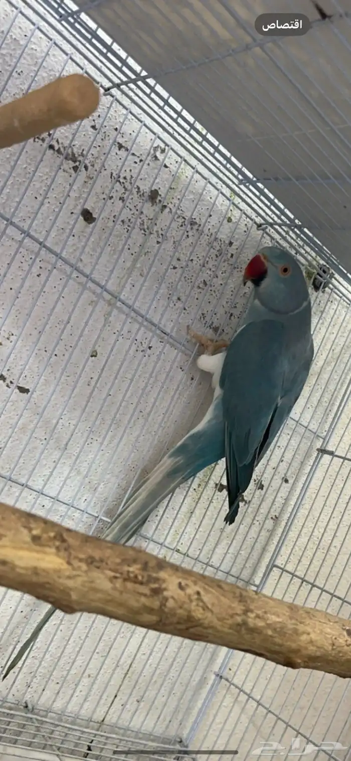 زوج درة كلير تل 3