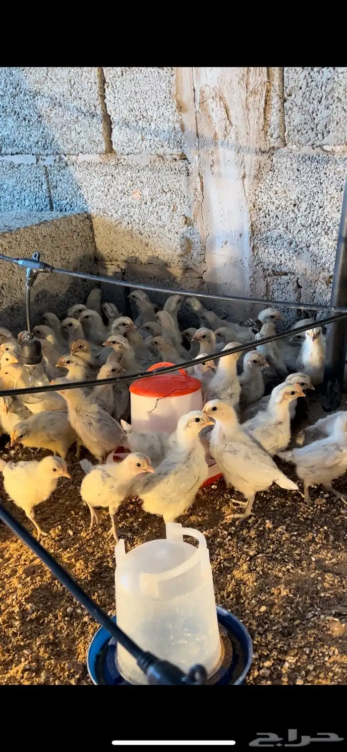 للبيع صوص فيومي الامنيوم اصل 0