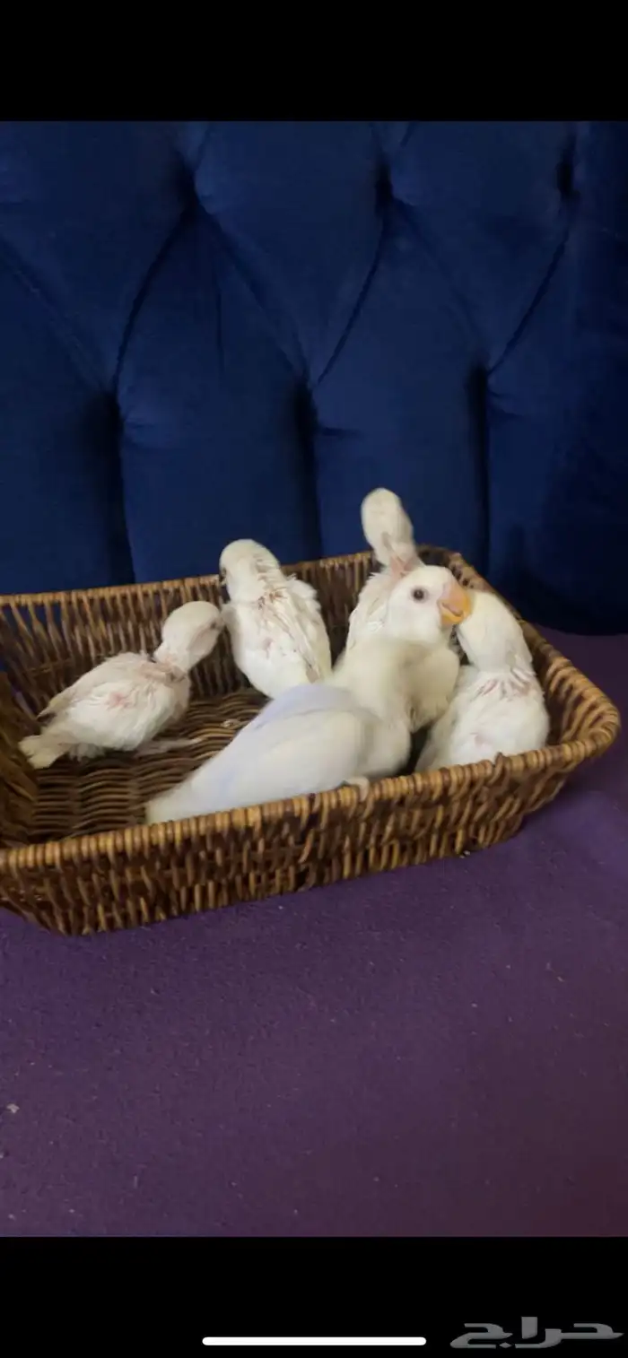 فروخ روز البينو عيون حمر و اينو الحق على الزين البيع سمح 0