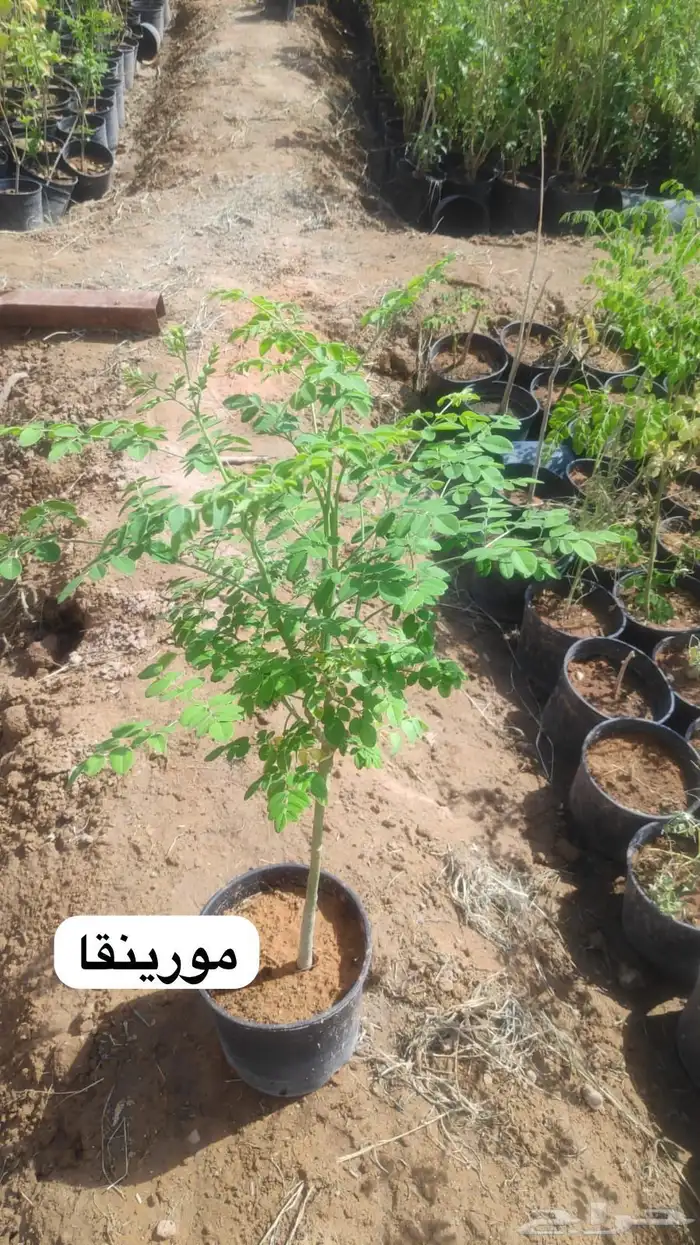 تنسيق الحدائق المنزلية والقصور وتأسيس المزارع والمنتجعات 98