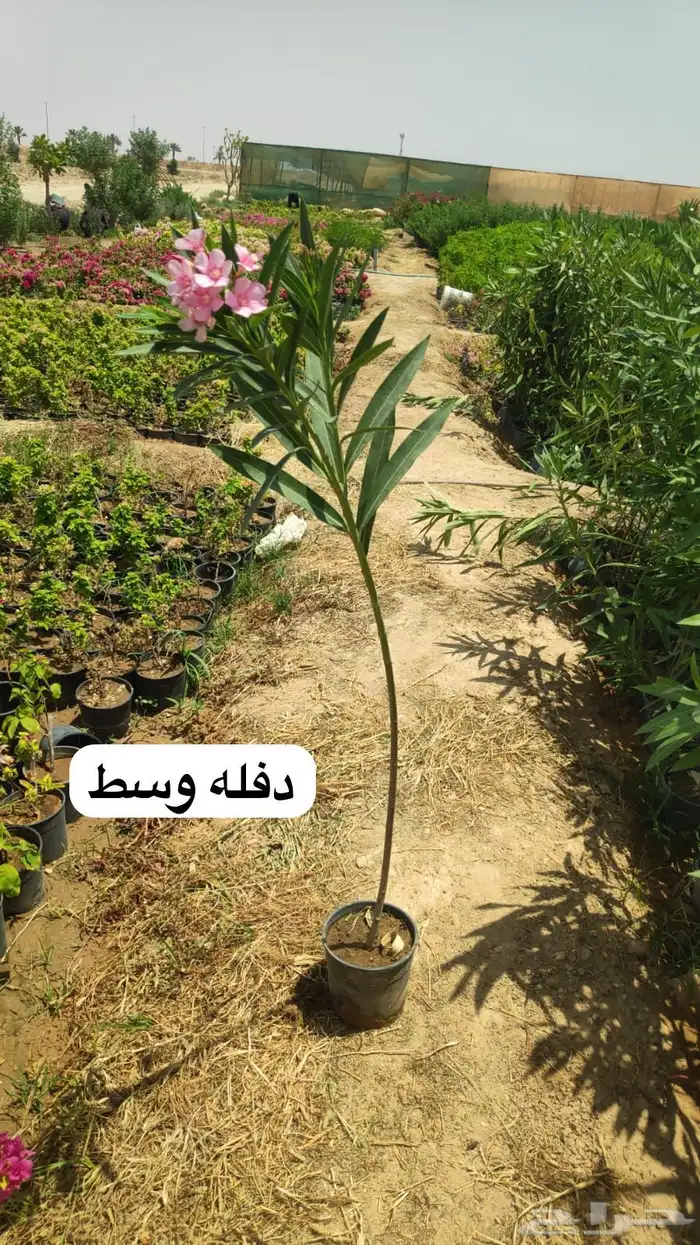 تنسيق الحدائق المنزلية والقصور وتأسيس المزارع والمنتجعات 97