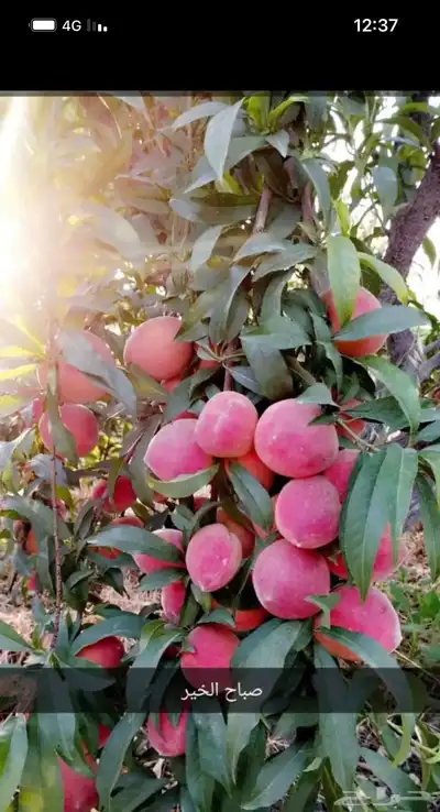 شتلات خوخ انواع كثيره 3