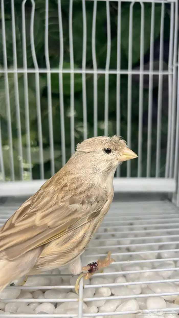 انثى كناري منتجة 1