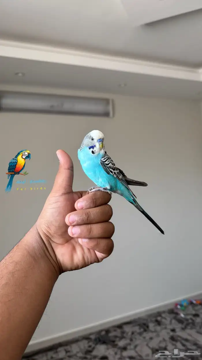 بادجي ينافس الطيور الكبيره 6 سور قرآنيه والاقامه تم البيع 0