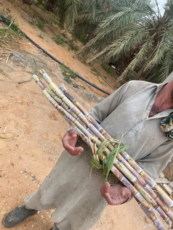 شتلات وعقل قصب سكر 3
