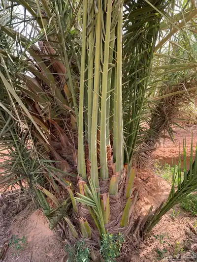 صقعي فاخر هبري رقم واحد 0