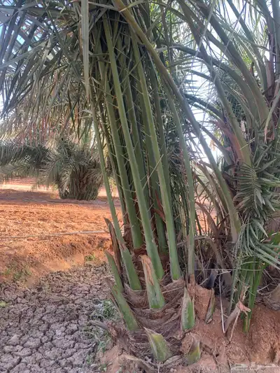 صقعي فاخر هبري رقم واحد 4