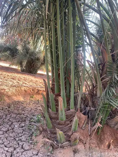 صقعي فاخر هبري رقم واحد 5
