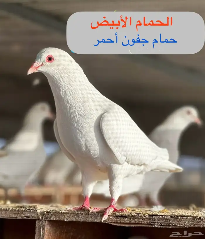 أصحاب المشاريع حمام فرنسي سوبر جامبو شبب للبيع 2