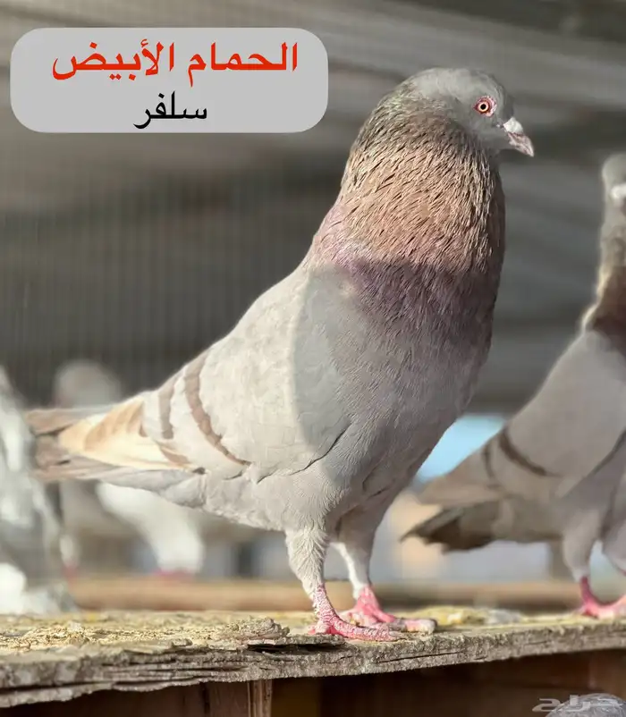أصحاب المشاريع حمام فرنسي سوبر جامبو شبب للبيع 3