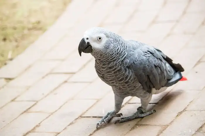 فندقه ببغاوات في الخبر 2