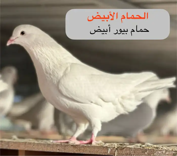 أصحاب المشاريع حمام فرنسي سوبر جامبو شبب للبيع 1