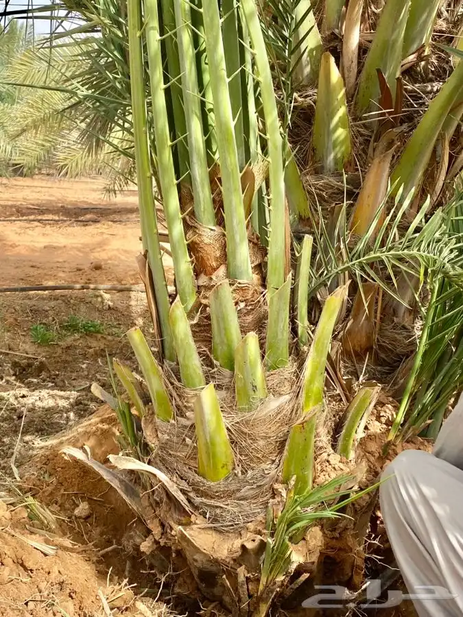صقعي 0